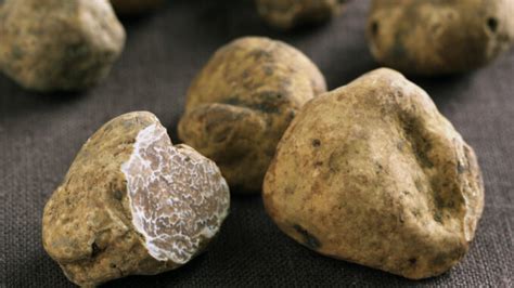 Il Tartufo Un Tesoro da Valorizzare per l Identità e il Territorio