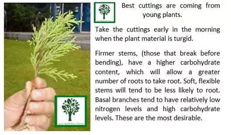 Lemon Cypress Tree Care Guide The Garden Style【2024】 🌲