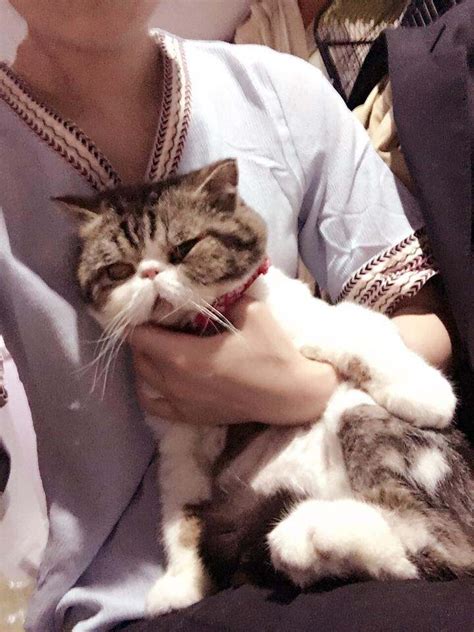 猫咪葛优躺 猫咪葛优瘫 抱猫咪 大山谷图库