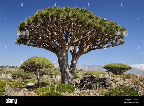 Dragon's tree, Dragon blood tree, Dracaena cinnabari, Socotra island ...