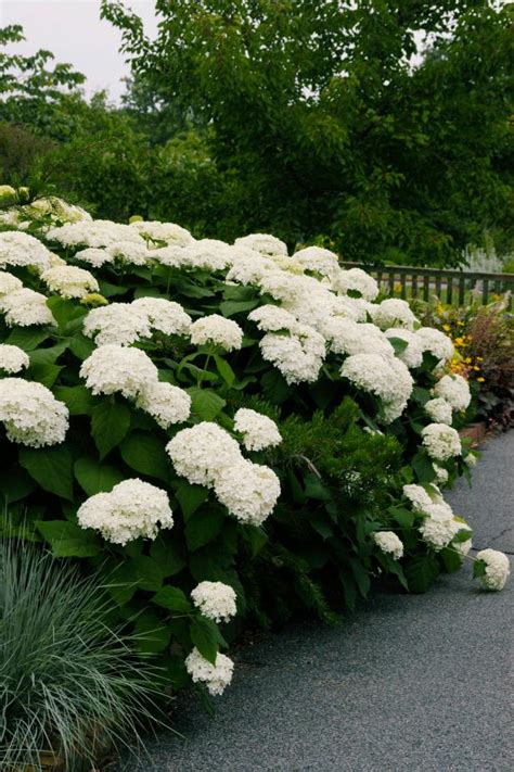 Best Perennial Shrubs Diy