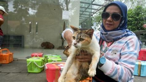 Bangka Tengah Gencarkan Program Sterilisasi Untuk Tekan Populasi Kucing