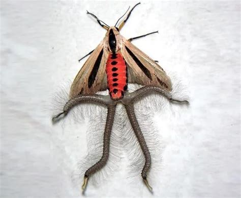 This is the baphomet moth, or creatonotos gangis. It is native to ...