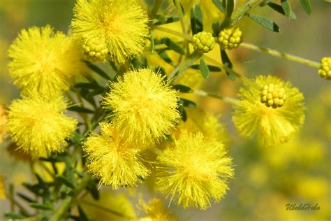 Ubobo Flowers Lovely Golden Wattle