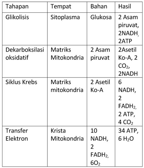 Tabel Tahapan Respirasi Aerob Wulan Tugas