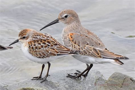 Western Sandpiper Big Year Birding