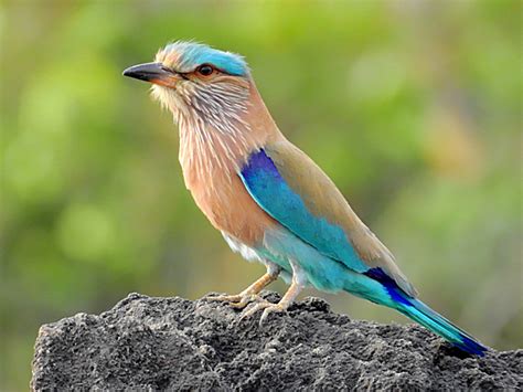 Le Rollier Indien Coracias Benghalensis Indian Roller