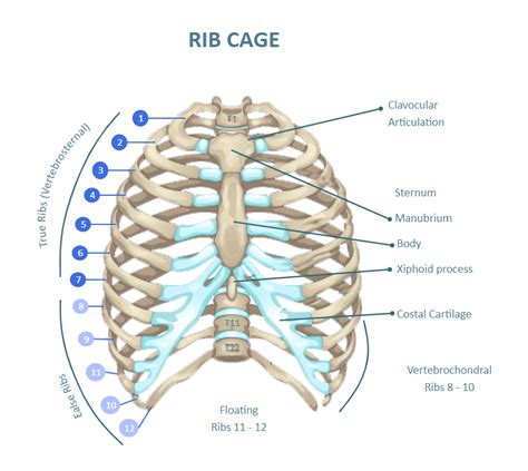 20+ Rib Cage Diagram Labeled - ErynAdelina