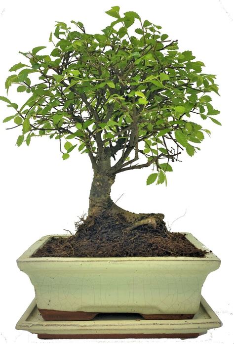 Chinese Elm Broom Style Bonsai Tree Cm Pot Bonsai U