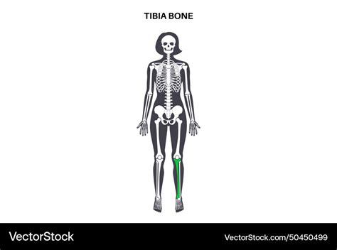 Tibia bone anatomy Royalty Free Vector Image - VectorStock