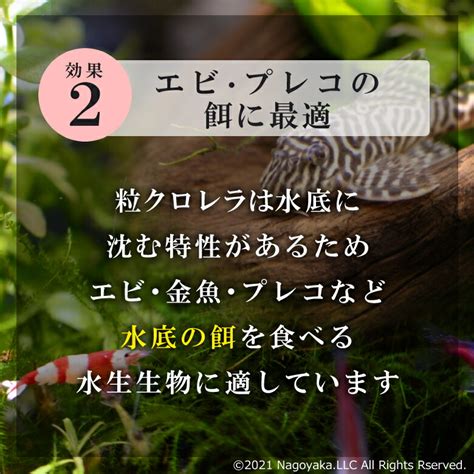 【楽天市場】ポイント10倍送料無料 クロレラ 錠剤 金魚 餌 送料無料 純正品 特選粒クロレラ 50g約250粒 転覆病 てんぷく バイオ