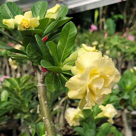 Jual Bibit Adenium Bunga Tumpuk Id Breakdown Grafting Kamboja Jepang