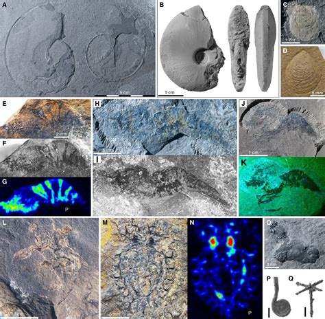 2 5亿年前特异埋藏化石库贵阳生物群为史上最大生物大灭绝后生态重建提供新认识 神秘的地球 科学 自然 地理 探索