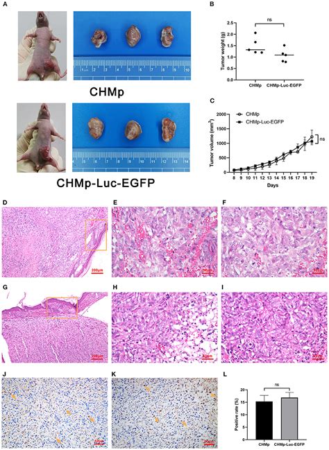 Frontiers Establishment Of Stable Expression Of Firefly Luciferase