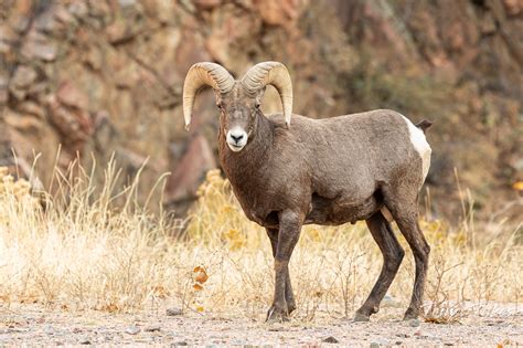 Bighorn Sheep Tony S Takes Photography