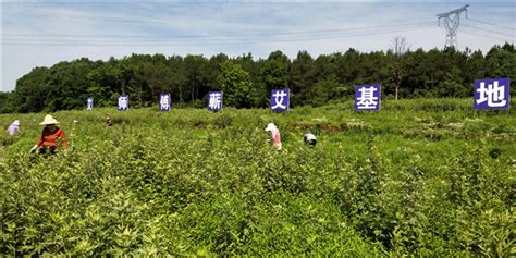 红色引擎驱动绿色发展——湖北蕲春漕河镇党建引领乡村振兴纪实 国际在线移动版