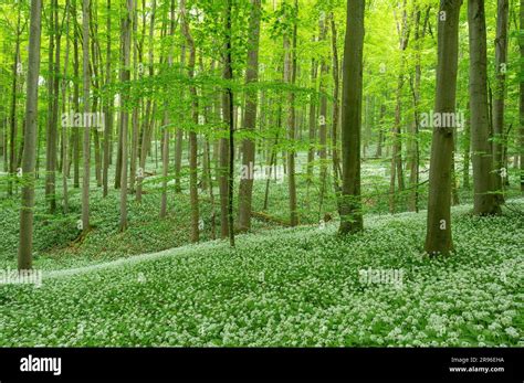 Bosque De Hayas Rojas Fagus Sylvatica Con Ramsons En Flor Allium