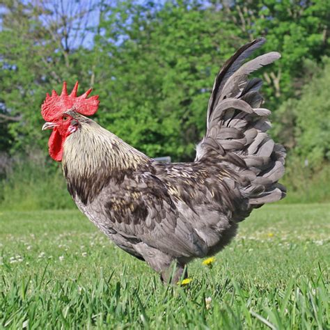 About Olive Egger Chickens Enchanting Green Egg Laying Chickens