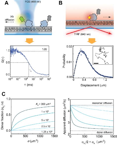 A In Fluorescence Correlation Spectroscopy A Confocal Laser Download Scientific Diagram