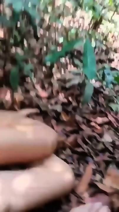 Sejoli Abg Asyik Ngentot Di Kebun Video Viral Eporner