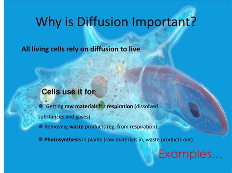PPT - Cellular Transport: Osmosis, Diffusion & Active Processes