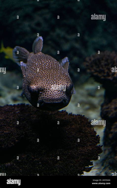 A Deflated Spot Fin Porcupinefish Diodon Hystrix Swimming In The