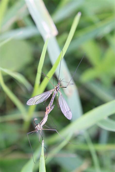 Mosquito Mating Public Domain Photos Public Domain Photos Best