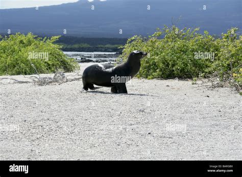 Galapagos Sea Lion Walking On A Beach Through Leatherleaf Trees Punta