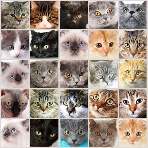 Cute Cat Faces Collage — Stock Photo © Belchonock 60924883