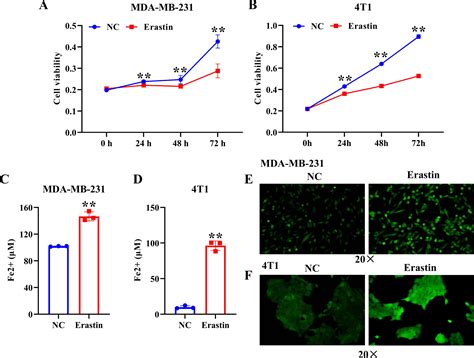 Ferroptosis Dependent Breast Cancer Cell Derived Exosomes Inhibit