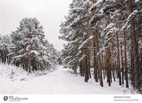 Mit Schnee Bedeckte Nadelb Ume Im Winterwald Ein Lizenzfreies Stock