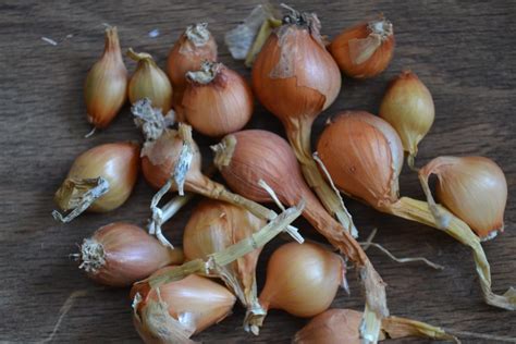 Potato Onion Bulbs 2 Bulbs The Backyard Larder