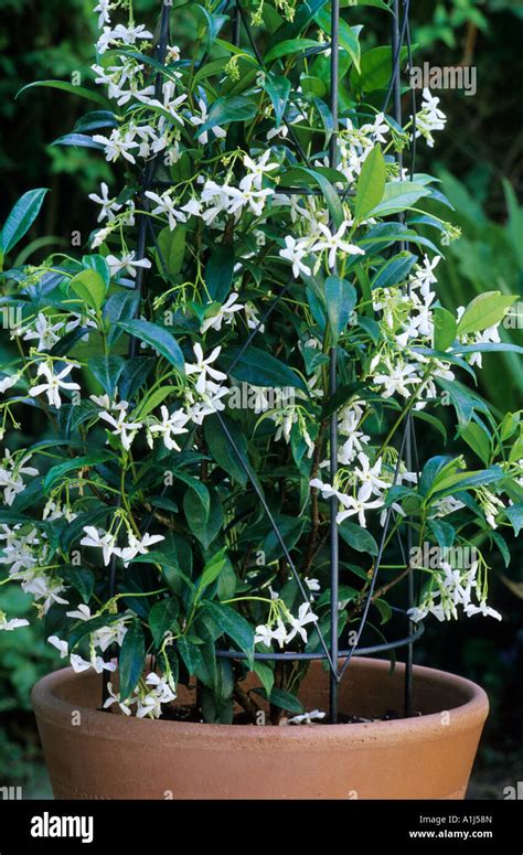 Trachelospermum Jasminoides In Container Star Jasmine Fragrant White