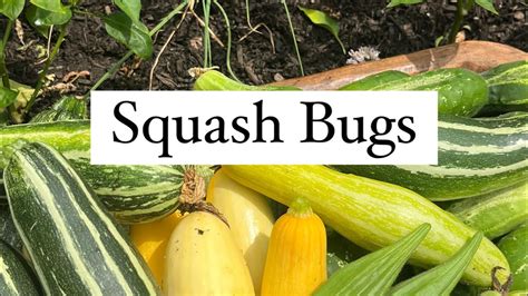 Squash Bugs How To Get Rid Of Them Organically Youtube