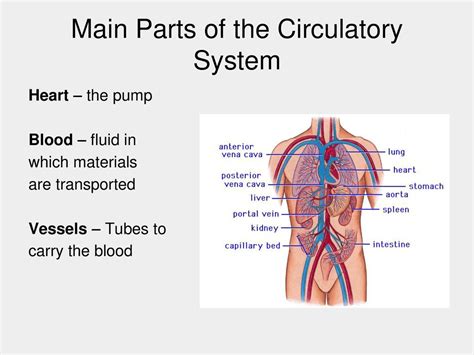 3 Parts Of Circulatory System