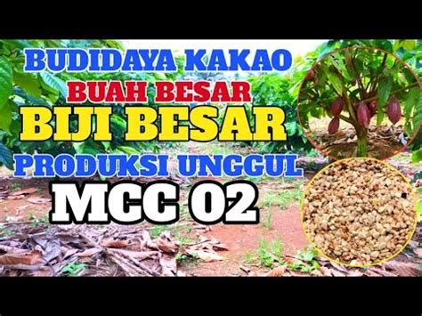 Produktivitas Kakao Mcc Lebih Unggul Dan Lebih Besar Buah Penyelang