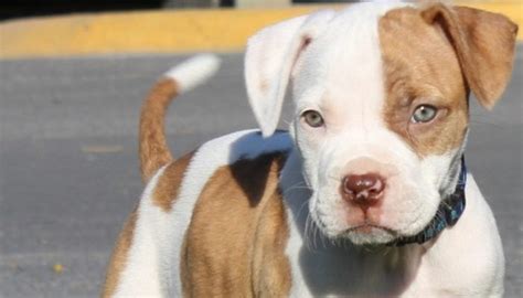 20 Pit Bull Facts Dog Owners Need To Know