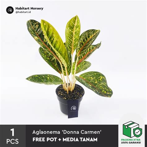 Jual Habitart Nursery Tanaman Hias Aglaonema Donna Carmen Gratis