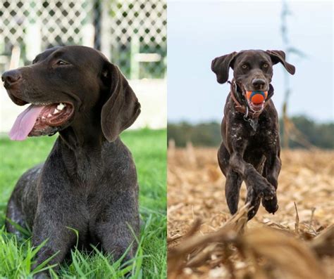 Male German Shorthaired Pointer Vs Female Which One Is Better For Your