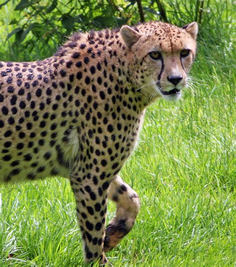 Gepard In Namibia Stockbild Bild Von Blätter Bedingung 1789007