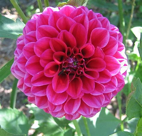 Hot Pink Dahlia Flower