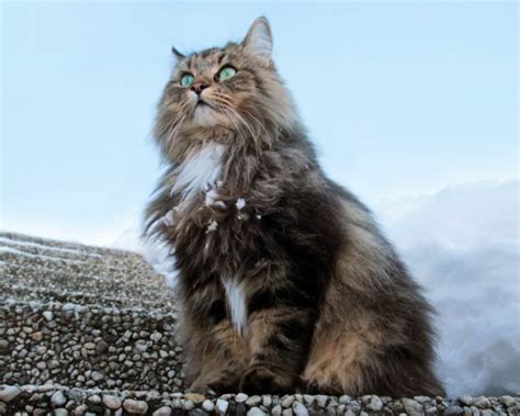 Какими были коты викингов?