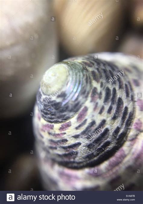 Beautiful Shell Hi Res Stock Photography And Images Alamy