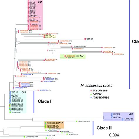 Phylogenetic Tree Of The 69 Mabc Clinical Isolates And 41 Strains With Download Scientific