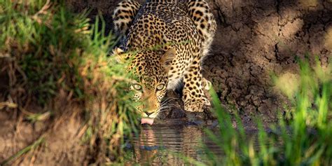 Nj Wight Wildlife Photographer Storyteller Defender Of Wild Ones