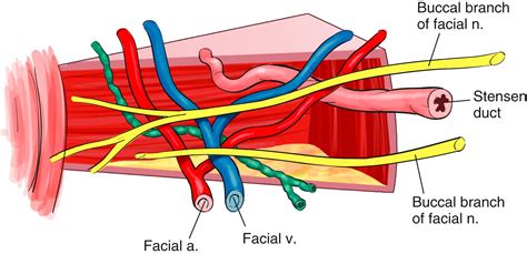 Mass in the Buccal Space - Clinical Tree