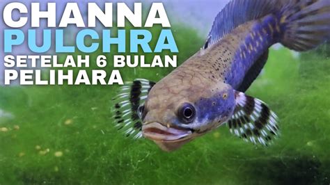 Update Channa Blue Pulchra Setelah Pelihara Bulan Youtube