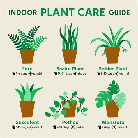 Indoor Plant Care Guide