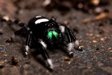 Regal Jumping Spider Care Sheet And Photos The Spider Blog