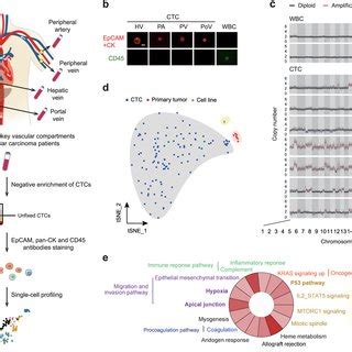 Characterizing Differential Gene Expression Among CTCs Primary Tumor